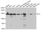 Importin 5 antibody, TA332486, Origene, Western Blot image 