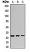 G Protein Subunit Alpha I3 antibody, orb373101, Biorbyt, Western Blot image 
