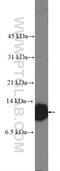 SEC61 Translocon Beta Subunit antibody, 15087-1-AP, Proteintech Group, Western Blot image 
