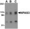 Neuronal PAS Domain Protein 3 antibody, TA306417, Origene, Western Blot image 