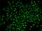 RAD54 Like 2 antibody, 15-088, ProSci, Immunofluorescence image 