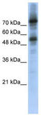 Forkhead Box M1 antibody, TA345346, Origene, Western Blot image 