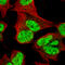 Homeobox protein cut-like 1 antibody, AMAb91353, Atlas Antibodies, Immunofluorescence image 