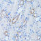 Low Density Lipoprotein Receptor Adaptor Protein 1 antibody, 22-691, ProSci, Immunohistochemistry frozen image 