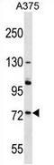 ACOX2 antibody, AP50054PU-N, Origene, Western Blot image 