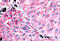 Prostaglandin E Receptor 1 antibody, MBS243478, MyBioSource, Immunohistochemistry frozen image 