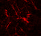 RUN And SH3 Domain Containing 2 antibody, 6659, ProSci, Immunofluorescence image 