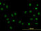 Forkhead Box A1 antibody, LS-B6101, Lifespan Biosciences, Immunofluorescence image 
