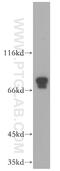 Phospholipase A2 Activating Protein antibody, 12529-1-AP, Proteintech Group, Western Blot image 