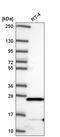 Matrix AAA Peptidase Interacting Protein 1 antibody, HPA064013, Atlas Antibodies, Western Blot image 