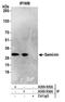 Geminin DNA Replication Inhibitor antibody, A300-934A, Bethyl Labs, Immunoprecipitation image 