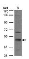 Septin 7 antibody, TA307974, Origene, Western Blot image 