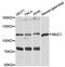 Mucin 1, Cell Surface Associated antibody, A0333, ABclonal Technology, Western Blot image 