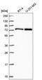 CTP Synthase 1 antibody, HPA051322, Atlas Antibodies, Western Blot image 