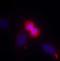 p38 mapk antibody, orb76558, Biorbyt, Immunofluorescence image 
