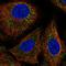 Growth Factor, Augmenter Of Liver Regeneration antibody, HPA063553, Atlas Antibodies, Immunofluorescence image 