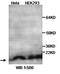 Nudix Hydrolase 1 antibody, orb76968, Biorbyt, Western Blot image 