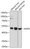 MAF BZIP Transcription Factor B antibody, GTX64460, GeneTex, Western Blot image 