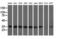 NADH-cytochrome b5 reductase 3 antibody, GTX84646, GeneTex, Western Blot image 