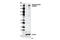BCL9 Like antibody, 13325S, Cell Signaling Technology, Western Blot image 