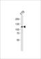 Ankyrin Repeat Domain 24 antibody, LS-C344364, Lifespan Biosciences, Western Blot image 