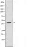Mortality factor 4-like protein 1 antibody, orb226015, Biorbyt, Western Blot image 