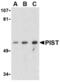PIST antibody, TA306264, Origene, Western Blot image 