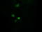 Amyloid P Component, Serum antibody, LS-C174245, Lifespan Biosciences, Immunofluorescence image 