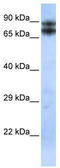 LIM domain and actin-binding protein 1 antibody, TA338049, Origene, Western Blot image 
