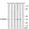 DIA1 antibody, LS-C120127, Lifespan Biosciences, Western Blot image 