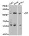 DNA ligase 4 antibody, orb48440, Biorbyt, Western Blot image 