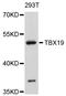 T-Box 19 antibody, abx126681, Abbexa, Western Blot image 
