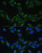 Biogenesis Of Lysosomal Organelles Complex 1 Subunit 3 antibody, 16-904, ProSci, Immunofluorescence image 