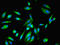 AIMP3 antibody, LS-C369548, Lifespan Biosciences, Immunofluorescence image 