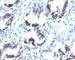 Transgelin antibody, V7142IHC-7ML, NSJ Bioreagents, Immunohistochemistry frozen image 