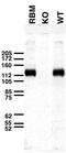 Potassium Calcium-Activated Channel Subfamily M Alpha 1 antibody, 73-022, Antibodies Incorporated, Western Blot image 