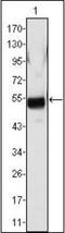 Fibrinogen Beta Chain antibody, orb89222, Biorbyt, Western Blot image 