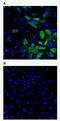 Artemin antibody, AM33449PU-N, Origene, Immunofluorescence image 