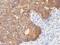 Keratin 8 antibody, NBP2-48169, Novus Biologicals, Immunohistochemistry paraffin image 