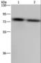 PAB1 antibody, LS-C401836, Lifespan Biosciences, Western Blot image 