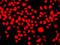 Interferon Related Developmental Regulator 1 antibody, LS-C349138, Lifespan Biosciences, Immunofluorescence image 