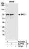Sorting Nexin 2 antibody, A304-544A, Bethyl Labs, Immunoprecipitation image 
