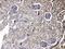 Purine Nucleoside Phosphorylase antibody, A00988-1, Boster Biological Technology, Immunohistochemistry frozen image 