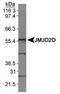 Lysine-specific demethylase 4D antibody, TA309712, Origene, Western Blot image 