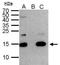 H2A Histone Family Member Z antibody, GTX108273, GeneTex, Immunoprecipitation image 
