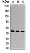 Matrix metalloproteinase-20 antibody, LS-B13219, Lifespan Biosciences, Western Blot image 