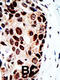 Histone Deacetylase 9 antibody, 55-625, ProSci, Immunohistochemistry paraffin image 