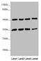 Metaxin 1 antibody, orb40929, Biorbyt, Western Blot image 
