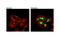 Histone Cluster 4 H4 antibody, 56999S, Cell Signaling Technology, Immunocytochemistry image 