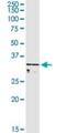 BUD23 RRNA Methyltransferase And Ribosome Maturation Factor antibody, H00114049-D01P, Novus Biologicals, Western Blot image 
